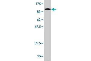 Western Blot detection against Immunogen (93.