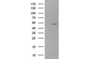 Image no. 1 for anti-Zinc Finger and SCAN Domain Containing 21 (Zscan21) antibody (ABIN1501866) (ZSCAN21 anticorps)