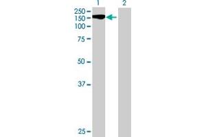 Western Blot analysis of STK11IP expression in transfected 293T cell line by STK11IP MaxPab polyclonal antibody. (STK11IP anticorps  (AA 1-1099))