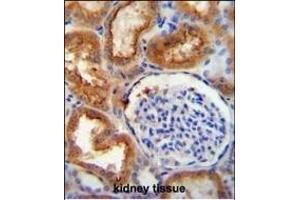 SLC5A12 antibody (C-term) (ABIN6244243 and ABIN6577316) immunohistochemistry analysis in formalin fixed and paraffin embedded human kidney tissue followed by peroxidase conjugation of the secondary antibody and DAB staining.