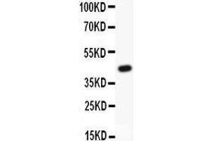 Anti-ATF2 Picoband antibody,  All lanes: Anti ATF2  at 0.