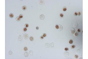 Immunofluorescence (IF) image for anti-Iododeoxyuridine (IdU) antibody (ABIN2669973) (IdU anticorps)