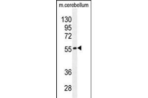 FB Antibody (N-term) (ABIN655226 and ABIN2844832) western blot analysis in mouse cerebellum tissue lysates (35 μg/lane). (FAM69B anticorps  (N-Term))