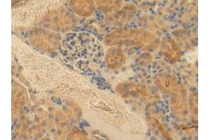 Detection of ESAM in Mouse Kidney Tissue using Polyclonal Antibody to Endothelial Cell Adhesion Molecule (ESAM)