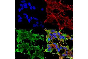 Immunocytochemistry/Immunofluorescence analysis using Mouse Anti-GluA1/GluR1 Glutamate Receptor Monoclonal Antibody, Clone S355-1 .