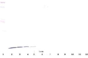 Western Blot (Reduced) using CXCL10 / IP-10 Antibody Cat.