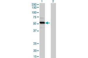 Western Blot analysis of TRAF4 expression in transfected 293T cell line by TRAF4 MaxPab polyclonal antibody. (TRAF4 anticorps  (AA 1-470))