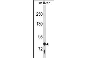 F13B Antibody (N-term) (ABIN1881330 and ABIN2839017) western blot analysis in mouse liver tissue lysates (35 μg/lane). (F13B anticorps  (N-Term))