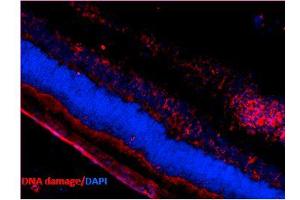 Immunohistochemistry analysis using Mouse Anti-DNA Damage Monoclonal Antibody, Clone 15A3 . (DNA/RNA Damage anticorps (FITC))