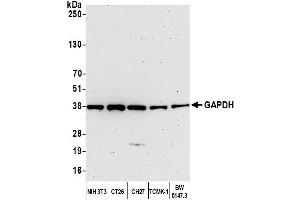 Western Blotting (WB) image for anti-Glyceraldehyde-3-Phosphate Dehydrogenase (GAPDH) (AA 150-200) antibody (ABIN7454519)