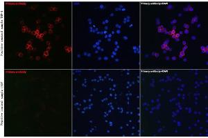 Immunofluorescence analysis of THP-1 and U-937 cells using CD81 Rabbit pAb (ABIN6134776, ABIN6138231, ABIN6138232 and ABIN6220897) at dilution of 1:100 (40x lens).