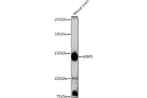 Western blot analysis of extracts of mouse brain, using  antibody (ABIN7265509) at 1:1000 dilution. (AEBP1 anticorps  (AA 999-1158))