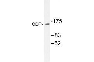 Image no. 1 for anti-Cut-Like Homeobox 1 (CUX1) antibody (ABIN317667) (CUX1 anticorps)