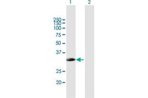 Western Blot analysis of SMN2 expression in transfected 293T cell line by SMN2 MaxPab polyclonal antibody.