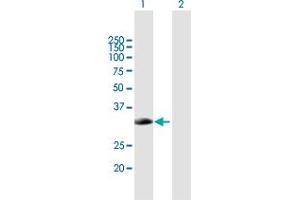 Western Blot analysis of SMN2 expression in transfected 293T cell line by SMN2 MaxPab polyclonal antibody. (SMN2 anticorps  (AA 1-282))