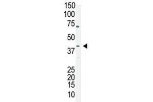 Oct4 antibody used in western blot to detect OCT4 in A375 cell lysate