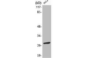 Western Blot analysis of HeLa cells using Phospho-Bcl-2 (S70) Polyclonal Antibody