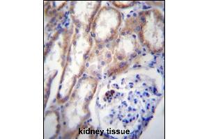 ZP4 Antibdy (C-term) (ABIN656652 and ABIN2845893) immunohistochemistry analysis in formalin fixed and paraffin embedded human kidney tissue followed by peroxidase conjugation of the secondary antibody and DAB staining. (ZP4 anticorps  (C-Term))
