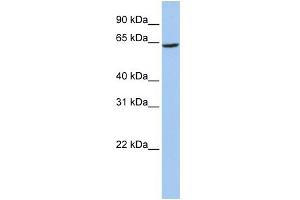 WB Suggested Anti-SLC13A2 Antibody Titration:  0. (SLC13A2 anticorps  (Middle Region))