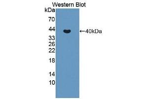 Detection of Recombinant MMP10, Mouse using Polyclonal Antibody to Matrix Metalloproteinase 10 (MMP10) (MMP10 anticorps  (AA 154-472))