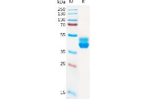 Cannabinoid Receptor 2 (CNR2) (AA 1-33) protein (Fc Tag)
