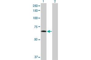 Western Blot analysis of ZNF350 expression in transfected 293T cell line by ZNF350 MaxPab polyclonal antibody. (ZNF350 anticorps  (AA 1-532))
