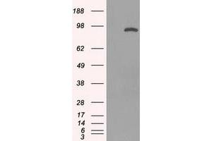 Image no. 5 for anti-Signal Transducer and Activator of Transcription 1, 91kDa (STAT1) antibody (ABIN1501168) (STAT1 anticorps)