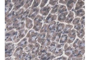 IHC-P analysis of Mouse Stomach Tissue, with DAB staining. (Cathepsin F anticorps  (AA 249-462))