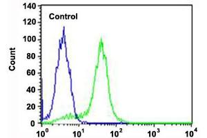 Flow cytometric analysis of Hela cells (green histogram) and an isotype control of mouse IgG1 (blue histogram) reacted with RPS6 monoclonal antibody  at 1:25 dilution. (RPS6 anticorps)
