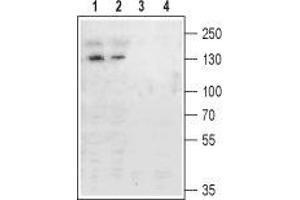 Western blot analysis of rat (lanes 1 and 3) and mouse (lanes 2 and 4) brain membranes: - 1,2. (Metabotropic Glutamate Receptor 4 anticorps  (Extracellular, N-Term))