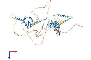 AlphaFold protein structure predicition of Human Recombinant DGCR8 Protein, UniprotID Q8WYQ5