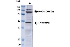 Western blot analysis of Human A549 showing detection of ~ 50 kDa TNF-R1 protein using Rabbit Anti-TNF-R1 Polyclonal Antibody (ABIN2482038). (TNFRSF1A anticorps  (AA 20-43) (FITC))