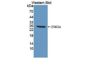 Western Blotting (WB) image for anti-High Mobility Group Box 1 (HMGB1) (AA 1-215) antibody (ABIN1861434) (HMGB1 anticorps  (AA 1-215))