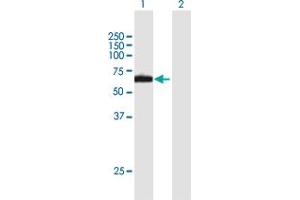 Western Blot analysis of RPN2 expression in transfected 293T cell line by RPN2 MaxPab polyclonal antibody. (Ribophorin II anticorps  (AA 1-631))