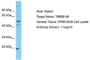 Host: Rabbit Target Name: TMEM145 Sample Type: RPMI-8226 Whole Cell lysates Antibody Dilution: 1. (TMEM145 anticorps  (N-Term))
