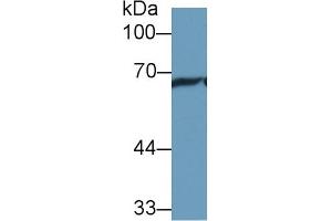 Detection of HSPA1L in Rat Cerebrum lysate using Polyclonal Antibody to Heat Shock 70 kDa Protein 1 Like Protein (HSPA1L)