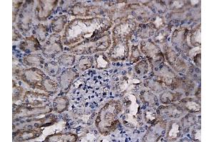 Formalin-fixed and paraffin embedded mouse kidney labeled with Anti-BFGF/FGF2 Polyclonal Antibody, Unconjugated (ABIN726425) followed by conjugation to the secondary antibody and DAB staining