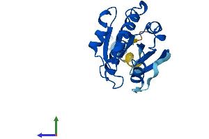 AlphaFold protein structure predicition of Human Recombinant ARL8A Protein, UniprotID Q96BM9