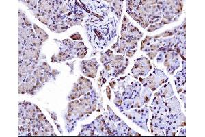 IHC analysis of Elongin-C/ELOC using anti-Elongin-C/ELOC antibody (ABIN7598951).