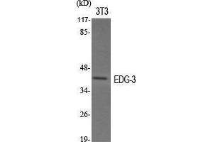 Western Blot (WB) analysis of specific cells using EDG-3 Polyclonal Antibody. (S1PR3 anticorps  (N-Term))