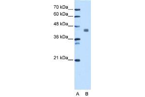 WB Suggested Anti-PDHA1 Antibody Titration: 1. (PDHA1 anticorps  (C-Term))