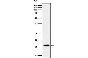 Western blot analysis of TCEB2 expression in HeLa cell lysate.