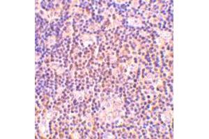 Immunohistochemistry of BAG1 in human lymph node tissue with BAG1 polyclonal antibody  at 2 ug/mL (BAG1 anticorps  (N-Term))