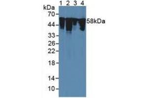 Rabbit Detection antibody from the kit in WB with Positive Control: Sample Lane1: Human 293T Cells; Lane2: Human Hela Cells; Lane3: Rat Heart Tissue; Lane4: Mouse Heart Tissue.