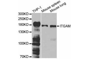 Western blot analysis of extracts of various cell lines, using ITGAM antibody. (CD11b anticorps  (AA 145-340))
