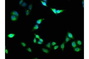 Immunofluorescence staining of Hela cells with ABIN7162837 at 1:133, counter-stained with DAPI.