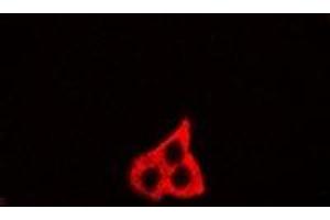 Immunofluorescent analysis of GM130 staining in U2OS cells. (Golgin A2 (GOLGA2) anticorps)