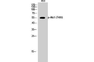 Western Blot (WB) analysis of 453 cells using Phospho-Akt1 (T450) Polyclonal Antibody. (AKT1 anticorps  (pThr450))