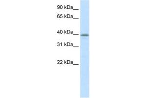 Western Blotting (WB) image for anti-Neurogenic Differentiation 6 (NEUROD6) antibody (ABIN2460462) (NEUROD6 anticorps)