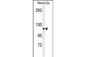 Western blot analysis of RERE Antibody in Neuro-2a cell line lysates (35ug/lane) (RERE anticorps  (N-Term))